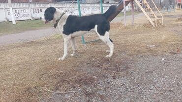 Иссык-Куль 2026 at lalafo.kg Иссык-Куль 2026