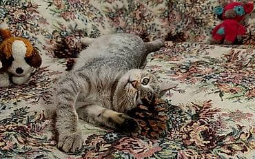 Отдам кошечку at lalafo.kg Отдам кошечку