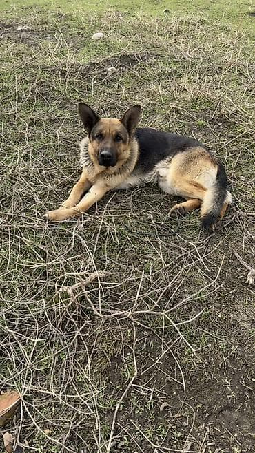 Немецкая овчарка, классический окрас Кабель полтора года,крепкий at lalafo.kg Немецкая овчарка, классический окрас Кабель полтора года,крепкий