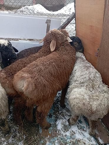 13 800 at lalafo.kg 13 800