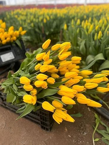 Тюльпан: 🌷 8 МАРТА УЖЕ БЛИЗКО! ВРЕМЯ ТЮЛЬПАНОВ! 🌷 Принимаем Корпоративные at lalafo.kg — 5 Тюльпан: 🌷 8 МАРТА УЖЕ БЛИЗКО! ВРЕМЯ ТЮЛЬПАНОВ! 🌷 Принимаем Корпоративные — 5