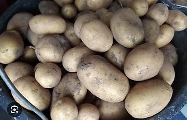 Картошка at lalafo.kg Картошка