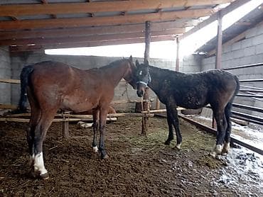 Продаю | Кобыла (самка) | Рабочий at lalafo.kg Продаю | Кобыла (самка) | Рабочий