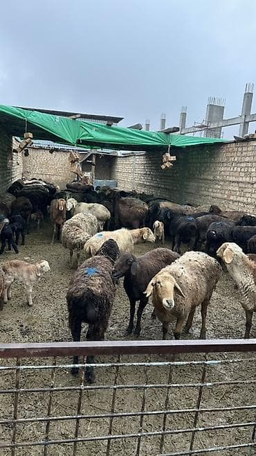 Продаю | Овца (самка) | Для разведения | Матка at lalafo.kg Продаю | Овца (самка) | Для разведения | Матка