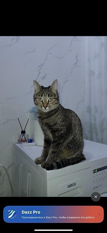 Кошка даром: Беспородная, 1 год, Девочка, Кастрирована, Приучена к лотку, Проглистована at lalafo.kg Кошка даром: Беспородная, 1 год, Девочка, Кастрирована, Приучена к лотку, Проглистована