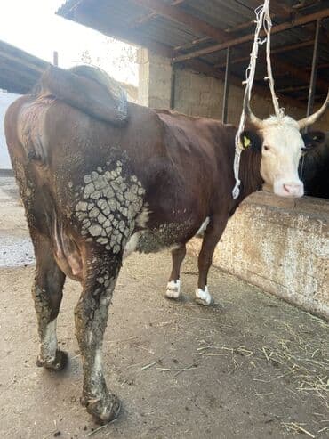 Продаю | Корова (самка) | Для молока | Привязанные at lalafo.kg Продаю | Корова (самка) | Для молока | Привязанные