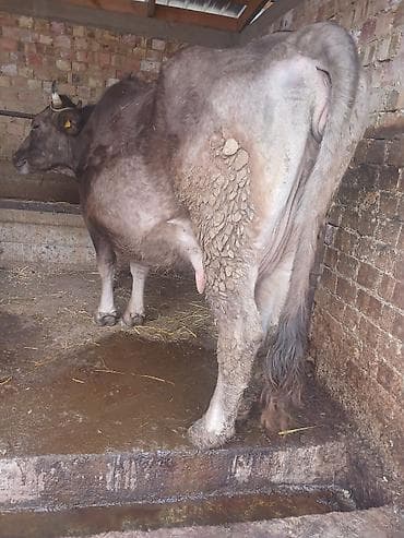 Продаю | Корова (самка) | Полукровка | Для молока | Стельные at lalafo.kg Продаю | Корова (самка) | Полукровка | Для молока | Стельные