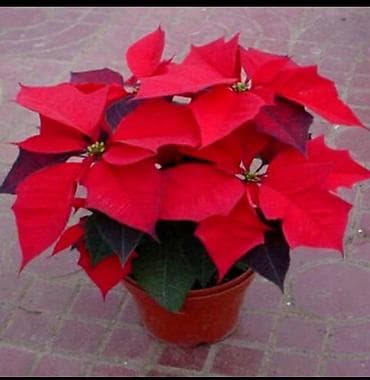 Жумуш керек Аял кишиге пасуда Загатовка Поварга жардымчы Боло берет at lalafo.kg Жумуш керек Аял кишиге пасуда Загатовка Поварга жардымчы Боло берет