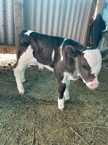 Продаю | Музоо, торпок | Полукровка | На откорм at lalafo.kg Продаю | Музоо, торпок | Полукровка | На откорм