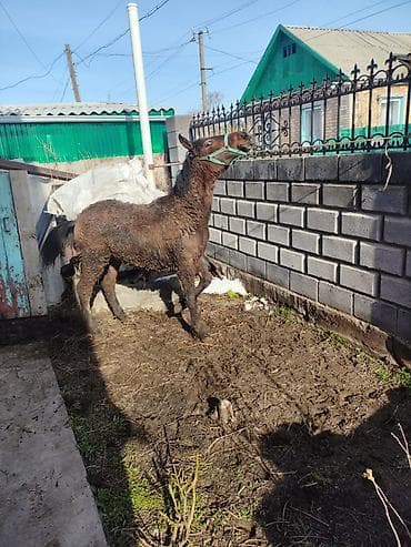 Продаю | Жеребенок | Полукровка | На забой at lalafo.kg Продаю | Жеребенок | Полукровка | На забой