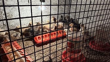 Продаю | Цыплята | Для разведения at lalafo.kg Продаю | Цыплята | Для разведения