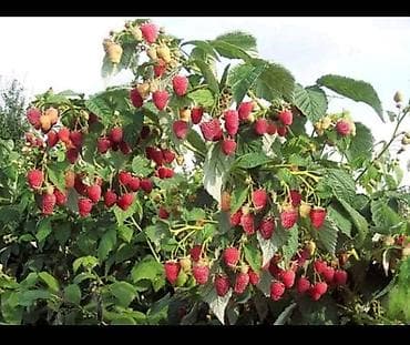 Малина ремонтантная, крупноплодная полька - Ягоды крупные, ровные at lalafo.kg Малина ремонтантная, крупноплодная полька - Ягоды крупные, ровные