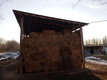 Клевер в тюках (прессованное) 60шт - Хранение под крышей на подстиле at lalafo.kg Клевер в тюках (прессованное) 60шт - Хранение под крышей на подстиле