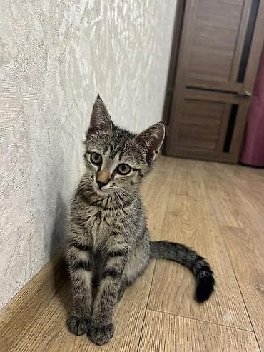 В квартиру Отдам в самые добрые и ответственные руки котенка, мальчик at lalafo.kg В квартиру Отдам в самые добрые и ответственные руки котенка, мальчик