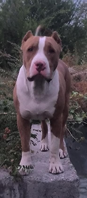 Сын Саймона, 1.5 месяцев, не сломанный, уравновешенный, причина at lalafo.kg Сын Саймона, 1.5 месяцев, не сломанный, уравновешенный, причина