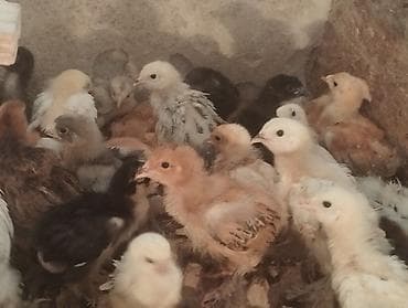 Продаю цыплят брам at lalafo.kg Продаю цыплят брам