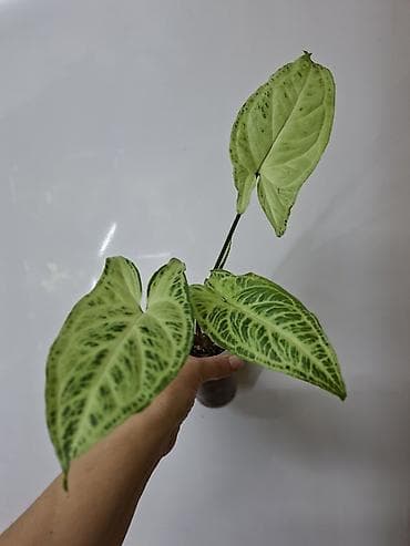 В продаже: Сингониум Золотая венеция 200 сом Сингониум Ангустатум 200 at lalafo.kg В продаже: Сингониум Золотая венеция 200 сом Сингониум Ангустатум 200