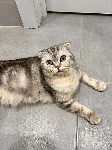 Seat: Шотландская вислоухая кошка (Scottish Fold) - Окрас: серебристый lalafo.kg да — 1 Seat: Шотландская вислоухая кошка (Scottish Fold) - Окрас: серебристый — 1