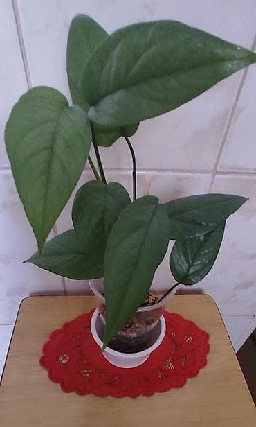 Колеусы. Эпипремнум " Золотистый". Эпипремнум "Себу блу" с at lalafo.kg Колеусы. Эпипремнум " Золотистый". Эпипремнум "Себу блу" с