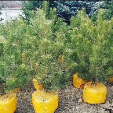 Саженцы деревьев: Сосны, Платная доставка at lalafo.kg Саженцы деревьев: Сосны, Платная доставка