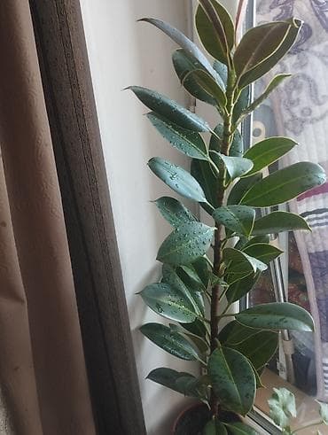 Антуриумдар: Фикус эластика (каучуконосный), комнатное растение в горшке. - lalafo.kg да — 2 Антуриумдар: Фикус эластика (каучуконосный), комнатное растение в горшке. - — 2