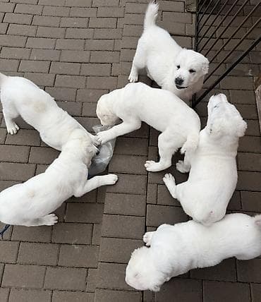 Алабай, 2 месяца, Самец, С прививкой at lalafo.kg Алабай, 2 месяца, Самец, С прививкой