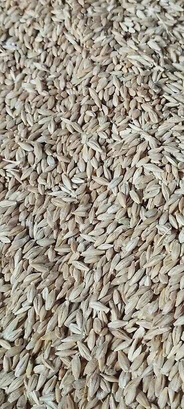 Продаю ячмень. Самовывоз. с. Маловодное at lalafo.kg Продаю ячмень. Самовывоз. с. Маловодное