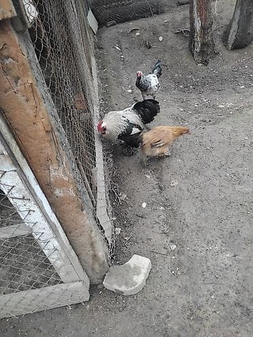 Продаю | Петух | Для разведения at lalafo.kg Продаю | Петух | Для разведения