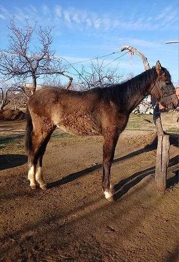 Продаю | Жеребенок | Полукровка | Рабочий | Племенные at lalafo.kg Продаю | Жеребенок | Полукровка | Рабочий | Племенные