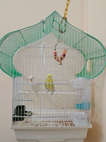 Клетка для волнистых попугаев с комплектом аксессуаров. Особенности at lalafo.kg Клетка для волнистых попугаев с комплектом аксессуаров. Особенности