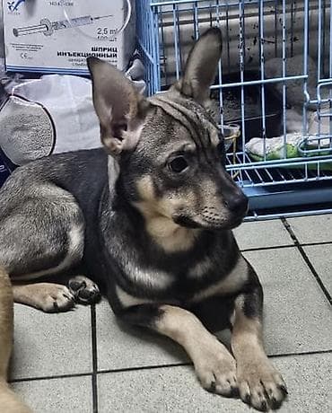 Собака даром: Дворняжка, 6 месяцев, Самка, С прививкой at lalafo.kg Собака даром: Дворняжка, 6 месяцев, Самка, С прививкой