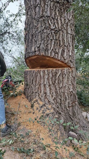 Тал, Бак, Жаңгак акацса Дуб Орехи терек карагач Отун кылып даярдап at lalafo.kg Тал, Бак, Жаңгак акацса Дуб Орехи терек карагач Отун кылып даярдап