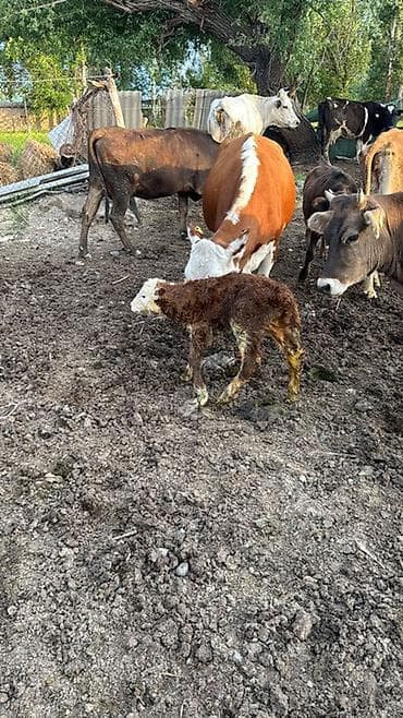 Сатам | Уй (ургаачы), Бука (эркек) | Герефорд, Симментал lalafo.kg да Сатам | Уй (ургаачы), Бука (эркек) | Герефорд, Симментал