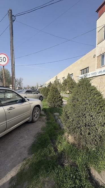 Можжевельник декоративный и сосны большие (саженцы крупномеры) - at lalafo.kg Можжевельник декоративный и сосны большие (саженцы крупномеры) -