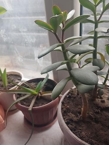 Толстянка (денежное дерево) в горшке. - Суколент с мясистыми at lalafo.kg Толстянка (денежное дерево) в горшке. - Суколент с мясистыми