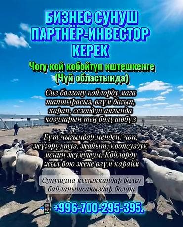 БИЗНЕС СУНУШ‼️🐏🐑 ПАРТНЁР-ИНВЕСТОР КЕРЕК Чогу кой көбөйтүп иштешкенге at lalafo.kg БИЗНЕС СУНУШ‼️🐏🐑 ПАРТНЁР-ИНВЕСТОР КЕРЕК Чогу кой көбөйтүп иштешкенге