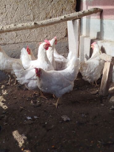 Ак тооктор сатылат туп жатат 7 штук бар активный алмашу жолдору бар at lalafo.kg Ак тооктор сатылат туп жатат 7 штук бар активный алмашу жолдору бар