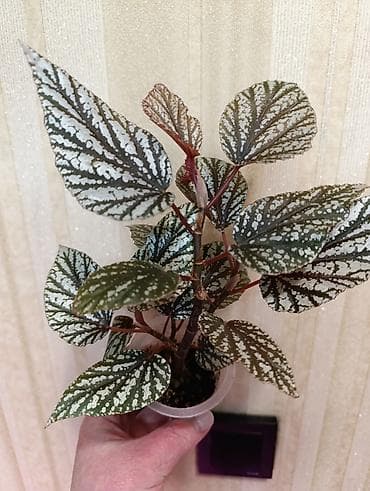 В продаже детки комнатных растений. - Клеродендрум Томпсона — at lalafo.kg В продаже детки комнатных растений. - Клеродендрум Томпсона —