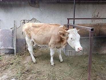 Продаю | Корова (самка) | Полукровка | Для молока at lalafo.kg Продаю | Корова (самка) | Полукровка | Для молока