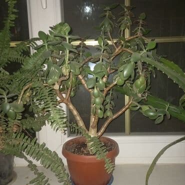 шкаф посуда: Продаю фикус чёрный принц выше метра высотой 1000с,декабрист белый at lalafo.kg — 3 шкаф посуда: Продаю фикус чёрный принц выше метра высотой 1000с,декабрист белый — 3