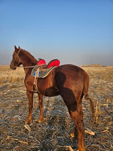 Продаю | Жеребец | Рабочий at lalafo.kg Продаю | Жеребец | Рабочий