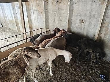 Продаю | Овца (самка) | Для разведения | Племенные, Матка, Ярка at lalafo.kg Продаю | Овца (самка) | Для разведения | Племенные, Матка, Ярка