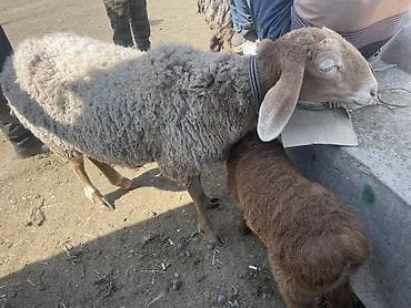 Продаю | Овца (самка) | Арашан | Для разведения | Матка at lalafo.kg Продаю | Овца (самка) | Арашан | Для разведения | Матка