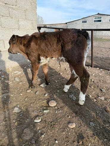 JMEV: Продаю | Музоо, торпок | На откорм at lalafo.kg — 2 JMEV: Продаю | Музоо, торпок | На откорм — 2