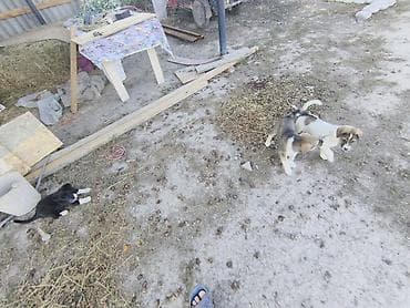 Отдам даром хорошие руки щенят 2 мальчика одна девочка черная .щенкам at lalafo.kg Отдам даром хорошие руки щенят 2 мальчика одна девочка черная .щенкам