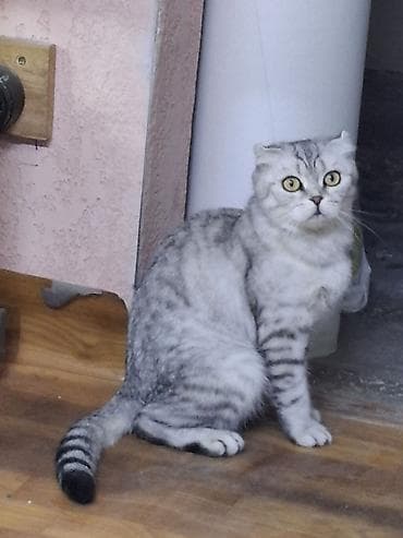 Күсөндөр: Мышык бекер берилет: Экзотикалык, 3 жаш, Ургаачы lalafo.kg да — 3 Күсөндөр: Мышык бекер берилет: Экзотикалык, 3 жаш, Ургаачы — 3