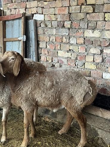 Продаю | Баран (самец) | Для разведения at lalafo.kg Продаю | Баран (самец) | Для разведения
