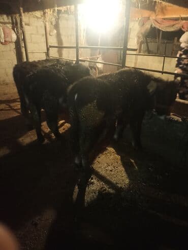 Продаю | Музоо, торпок | На откорм | Привязанные at lalafo.kg Продаю | Музоо, торпок | На откорм | Привязанные