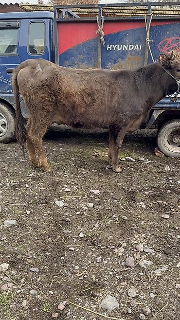 Продаю | Корова (самка) | Алатауская | Для разведения at lalafo.kg — 3 Продаю | Корова (самка) | Алатауская | Для разведения — 3