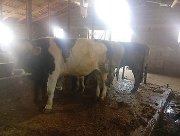 Продаю | Бык (самец) | На откорм | Привязанные at lalafo.kg Продаю | Бык (самец) | На откорм | Привязанные